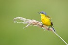 yellow wagtail
