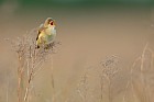eurasian Reed Warbler
