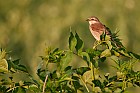 red-backed shrike