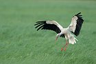 European White Stork