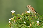 red-backed shrike