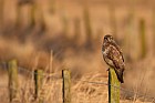 common buzzard