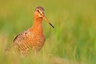 black-tailed godwit