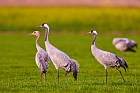 cranes