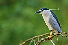 black-crowned night heron