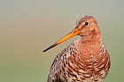 black-tailed godwit