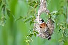 eurasian penduline tit