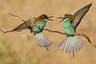 bee-eaters