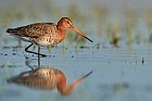 black-tailed godwit