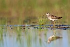 wood sandpiper