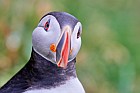 puffin