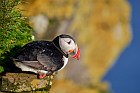 puffin