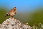 crested lark