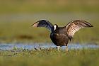 common coot