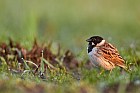 reed bunting