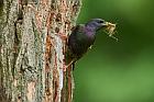 common starling