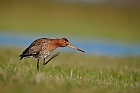 black-tailed godwit