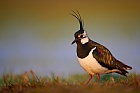 northern lapwing