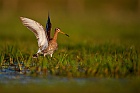 black-tailed godwit