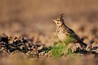 crested lark