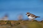 common ringed plover