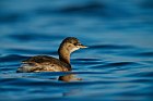 little grebe