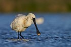 eurasian spoonbill