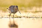 black-tailed godwit