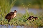 eurasian coots
