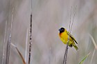 black-headed weaver