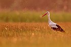 european white stork