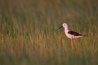 black-winged stilt