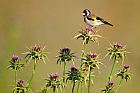 the goldfinch