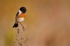 European stonechat