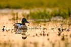 northern shoveler