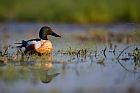 northern shoveler