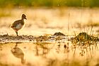 northern lapwing