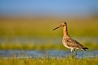 black-tailed godwit
