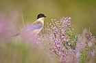 Blauelster