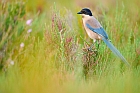Iberian magpie