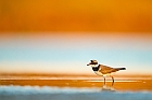 common ringed plover
