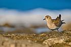 European golden plover