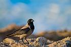 hooded crow