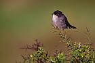 Sardinian warbler