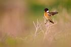 European stonechat