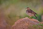 meadow pipit