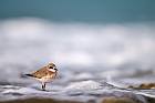 greater sand plover