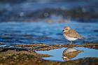 greater sand plover