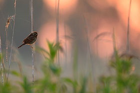Rohrammer bei Sonnenaufgang