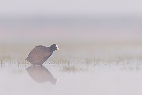 Blsshuhn im Morgennebel